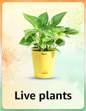 Live Plants