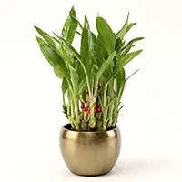 Plants, Seeds & Bulbs