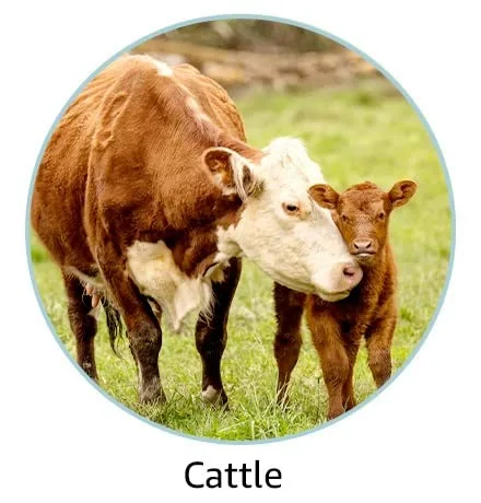 Pet Supplies : Cattles