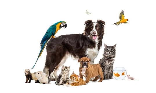 Pet Food & Supplies : Dogs, Cats, Fish & Aquatics, Birds, Poultry & Livestock, Small Animals