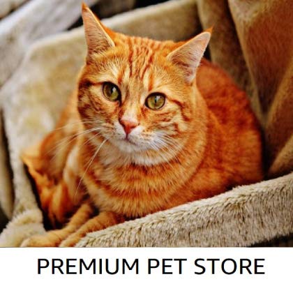 Cat Premium Pet Store